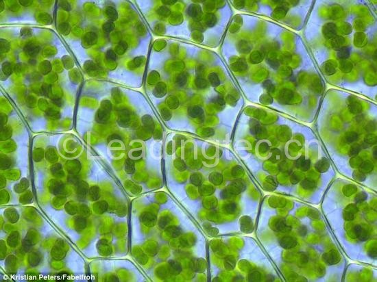 植物細(xì)胞中的葉綠體。綠葉海天牛可以將葉綠體整合到自己消化系統(tǒng)的細(xì)胞之中。