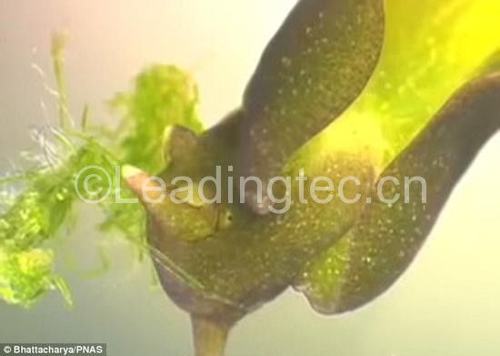 通過攝食藻類，綠葉海天牛盜取了藻類細(xì)胞中的葉綠體。