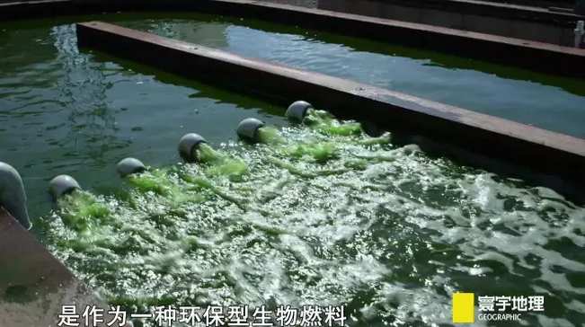 綠色黑科技|看海藻如何驅(qū)動(dòng)汽車