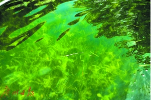 水質(zhì)變清后，頗有水底森林的感覺(jué)。