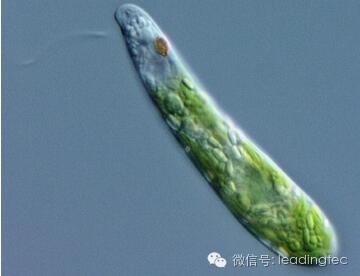 隱藻，小眼蟲，Euglena gracilis