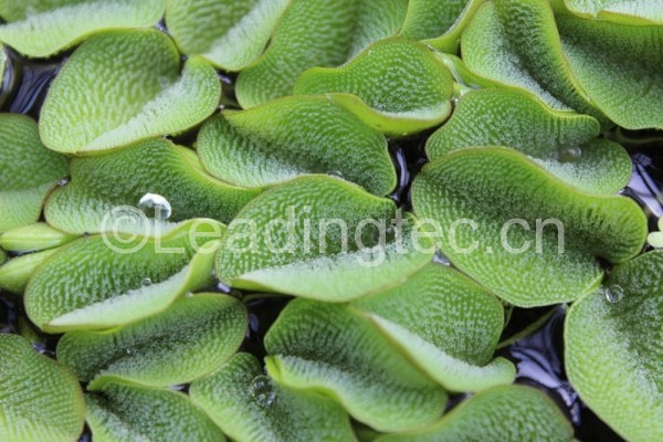 Nanofur仿照蕨類植物吸油不吸水
