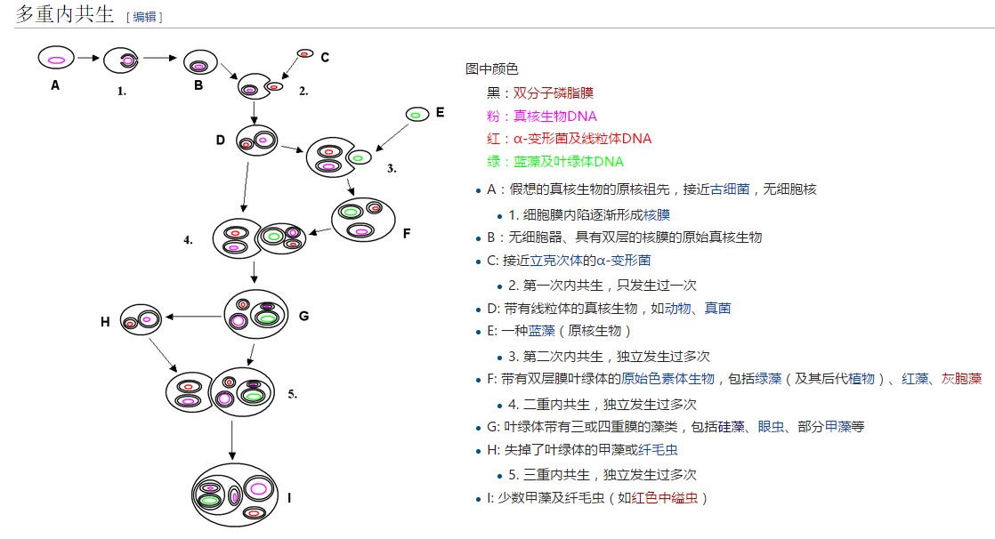 多重內(nèi)共生