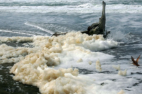 海洋泡沫
