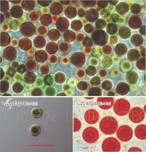 圖7.雨生紅球藻 (Haematococcus plutialis) （上：互動百科:雨生紅球藻；左下：AlgaeBase Image Reference: 7429；右下：AlgaeBase Image Reference: 21151）