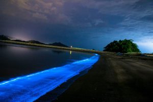 圖5.夜光蟲形成的藻華在夜間如夢如幻（2015年5月8日，日本福井縣）