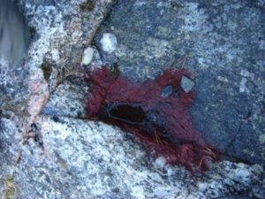 圖1. 自然環(huán)境中石頭坑里的雨生紅球藻，水洼干涸后形成紅色藻痂（By K. Chekanov et al., 2006）
