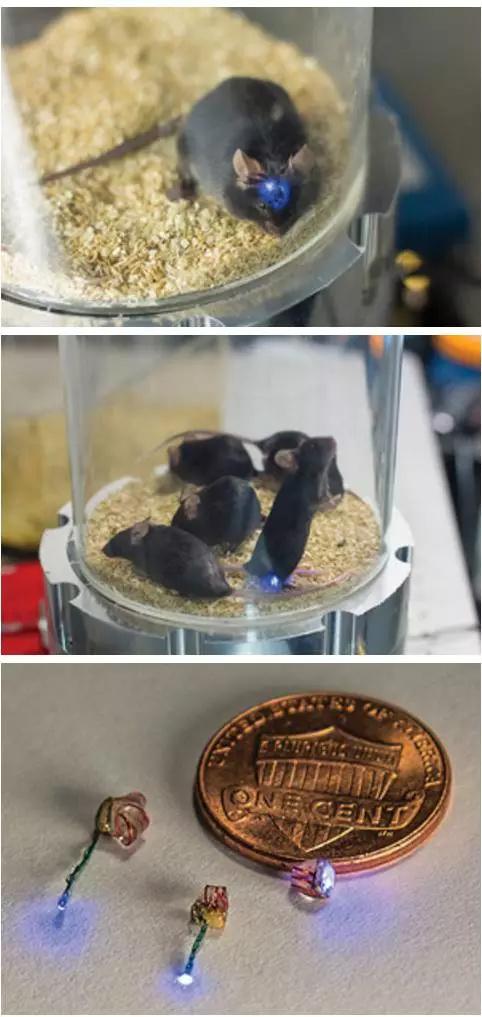 斯坦福科學(xué)家無線操縱基因工程小鼠