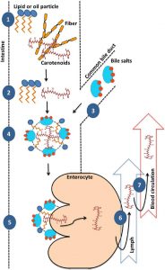 圖10.β-胡蘿卜素?cái)z入的過(guò)程（Saini et al., 2015）