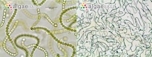 圖6.念珠藻的串珠狀細胞群（N. commune， AlgaeBase 20124&20125）