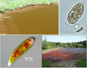 圖13.眼蟲(chóng)形成的茶褐色（上圖：Euglena sp. Wehr, J.D. and R.G. Sheath，2003））與血紅色的藻華（下圖：血紅裸藻，E. Sanguinea，http://www.thefishsite.com/）