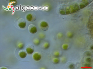 小球藻，Chlorella vulgaris Beyerinck ?(Algaebase:5688)