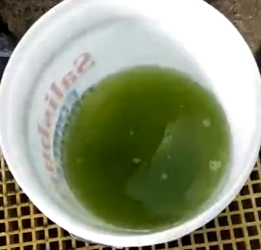 藻團經(jīng)過7天擴培后的水