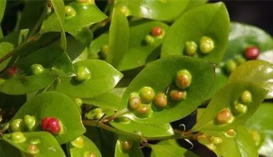 植物