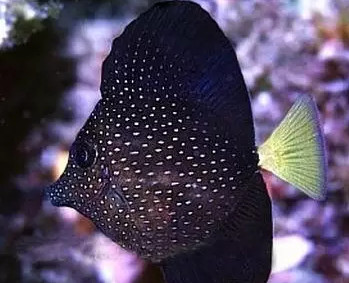 珍珠吊