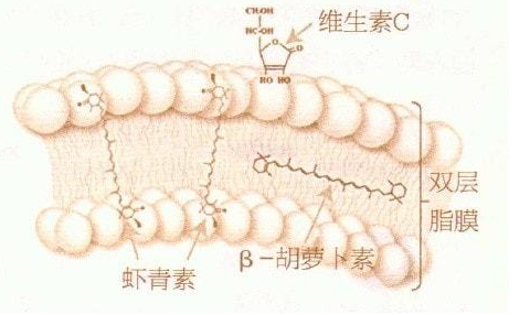 蝦青素