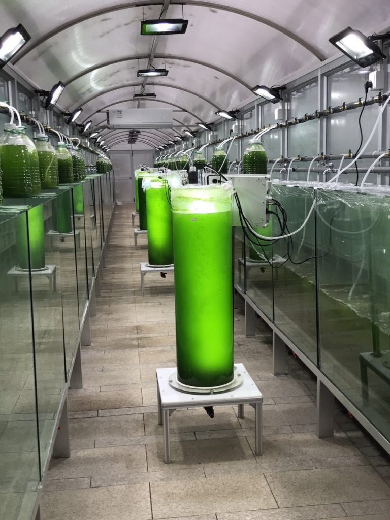 生物光反應培養(yǎng)器 柱狀光生物反應器