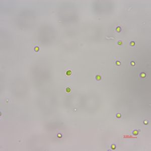 小球藻(GY-H60 Chlorella sp.)