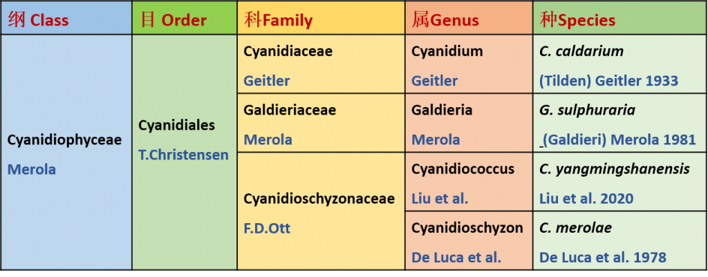Cyanidiophyceae綱內(nèi)分類(lèi)信息
