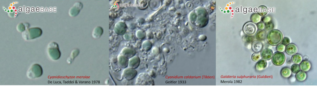 AlgaeBase中Cyanidioschyzon merolae、Cyanidium caldarium和Galdieria sulphuraria三個(gè)種的光鏡照片