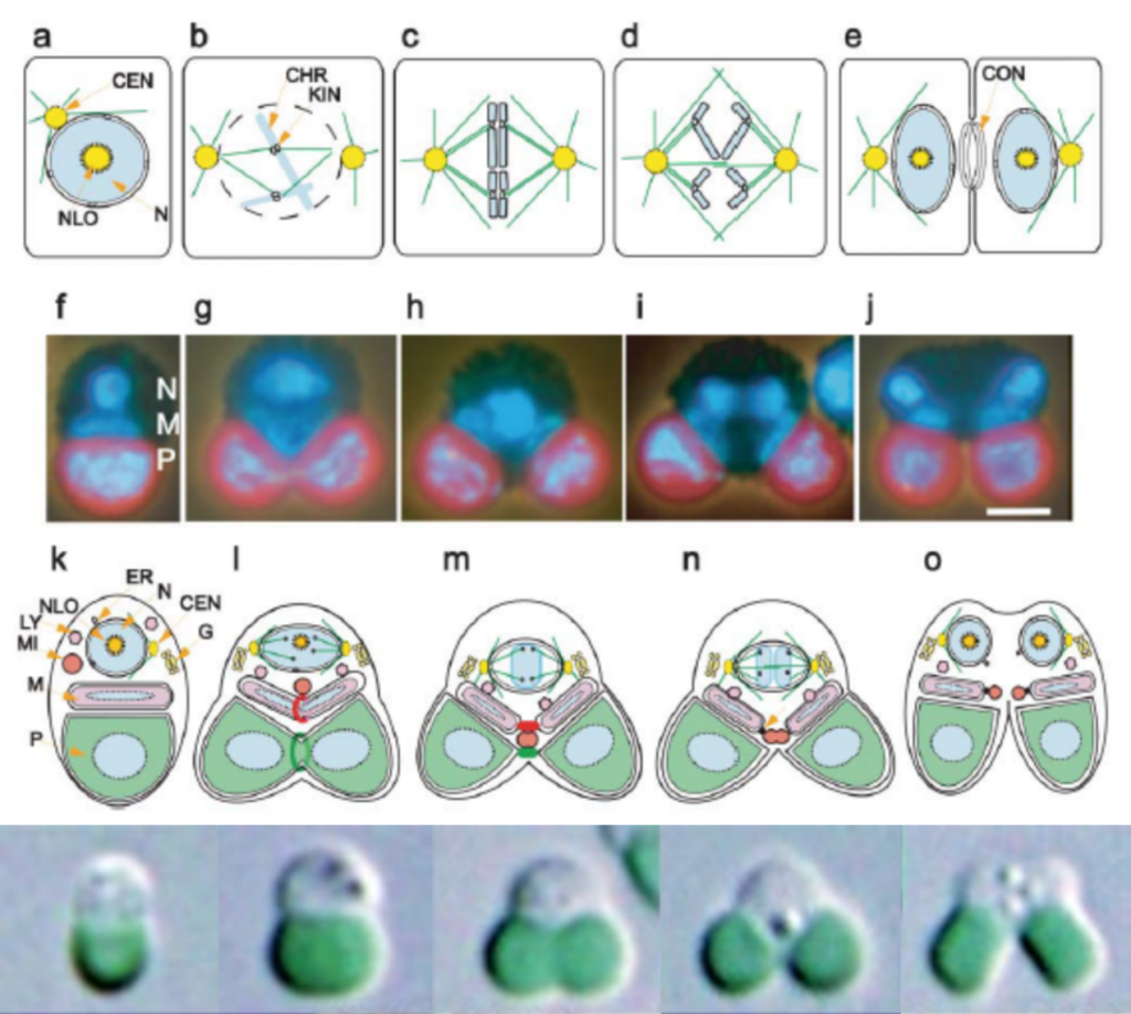 C. merolae細(xì)胞分裂過(guò)程圖解（Misumi et al., 2005；Miyagishima & Tanaka，2021）