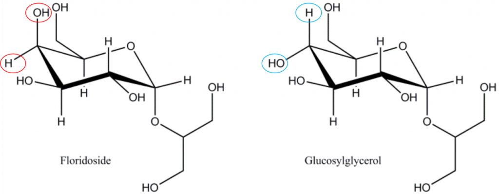 佛羅里達(dá)苷/甘油半乳糖苷（2-O-α-D-galactopyranosylglycerol）和甘油葡萄糖苷（2-O-α-D-glucopyranosylglycerol），注意佛羅里達(dá)苷與甘油葡萄糖苷在分子構(gòu)象上的差異，佛羅里達(dá)苷是紅藻光合作用的主要產(chǎn)物，佛羅里達(dá)苷是紅藻為動(dòng)態(tài)碳庫(kù)，在同化為多糖分子（淀粉/糖原/細(xì)胞壁多糖）之前被暫時(shí)存儲(chǔ)。